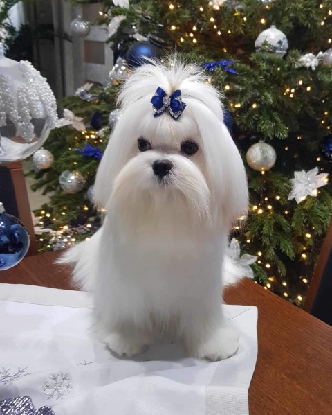 Dog Photo