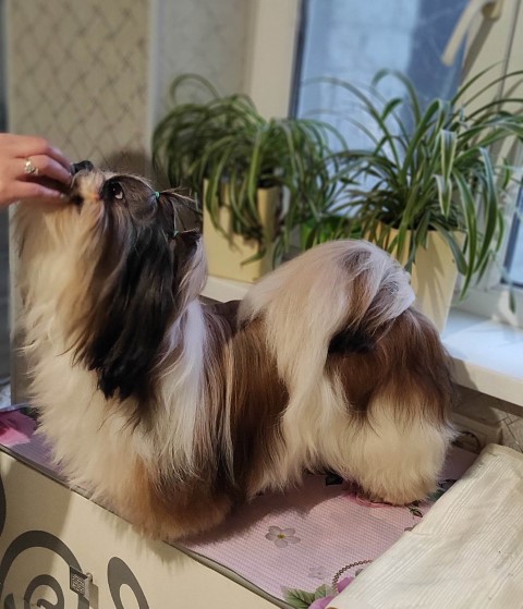 Dog Photo