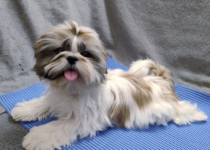 EVI-YUMI FAYNA MRIYA