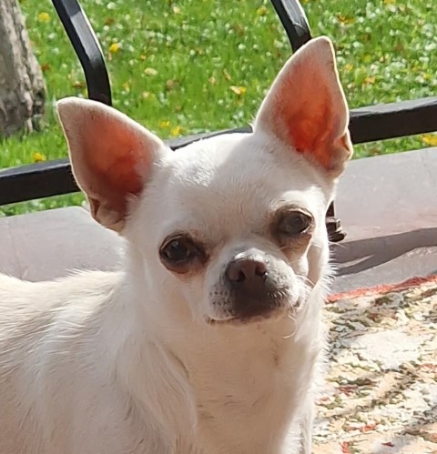 Dog Photo
