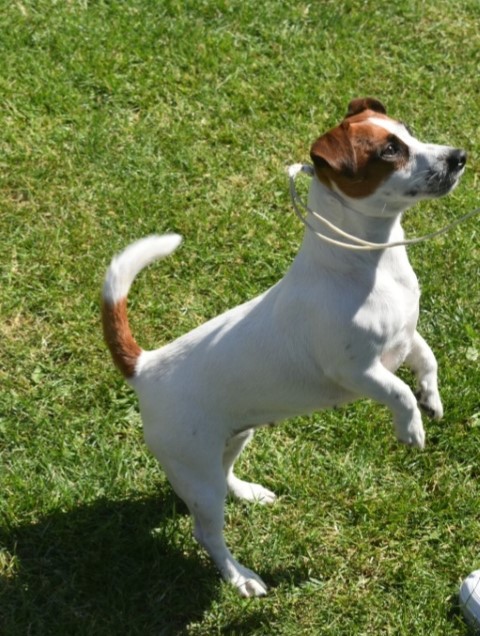Dog Photo