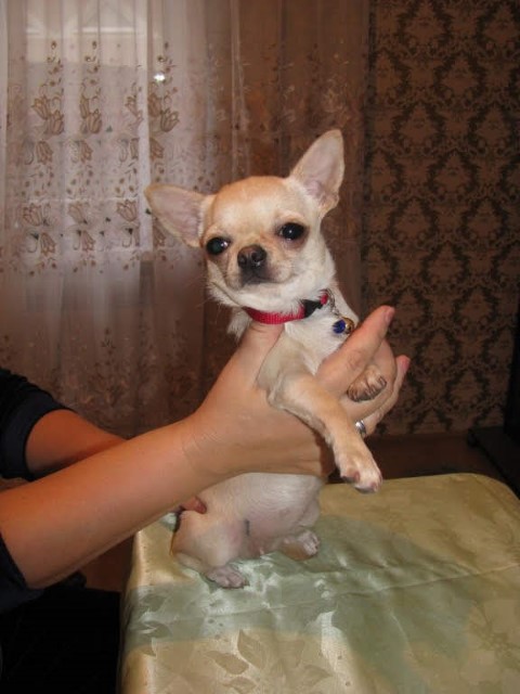 Dog Photo