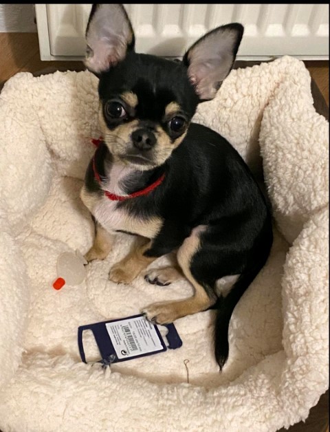 Dog Photo