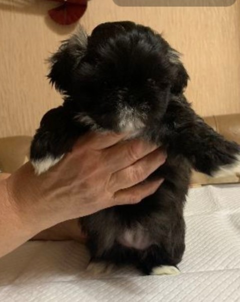 Dog Photo