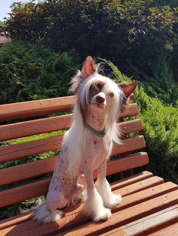 Dog Photo