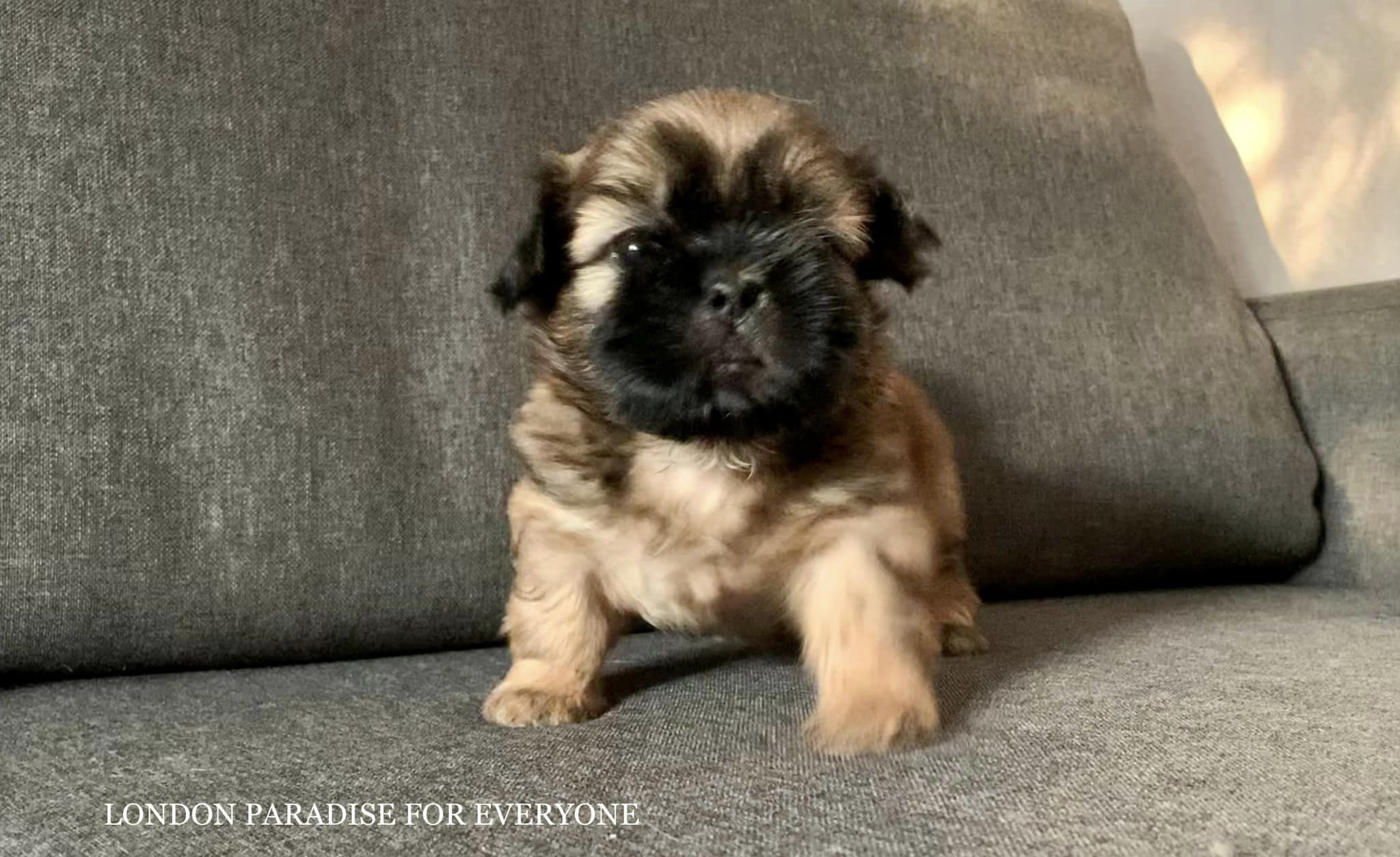 LONDON PARADISE FOR EVERYONE