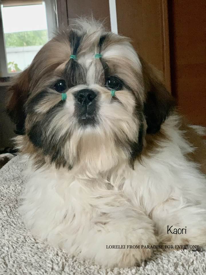 LORELEI FROM PARADISE FOR EVERYONE