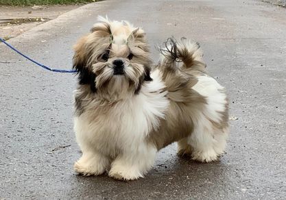 KING OF HEARTS PARADISE FOR EVERYONE