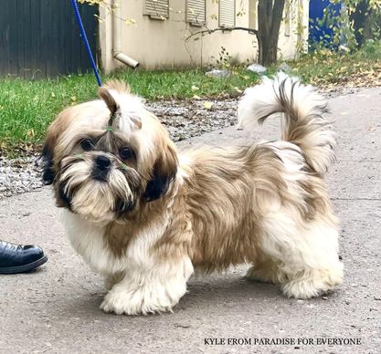 Dog Photo