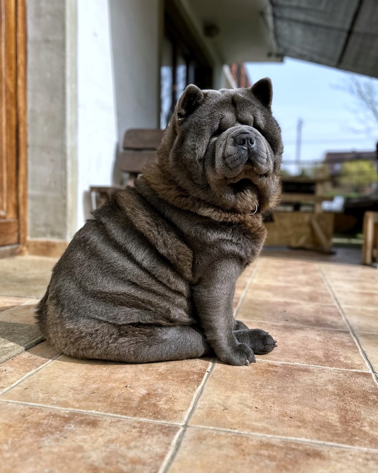 Dog Photo