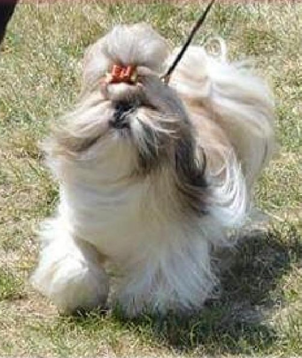 Dog Photo
