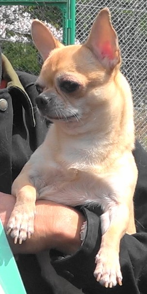 Dog Photo