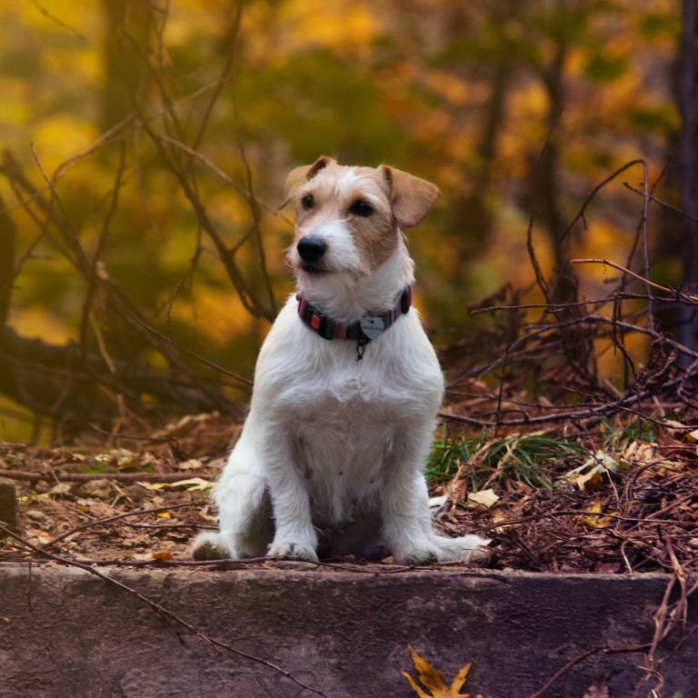 Dog Photo