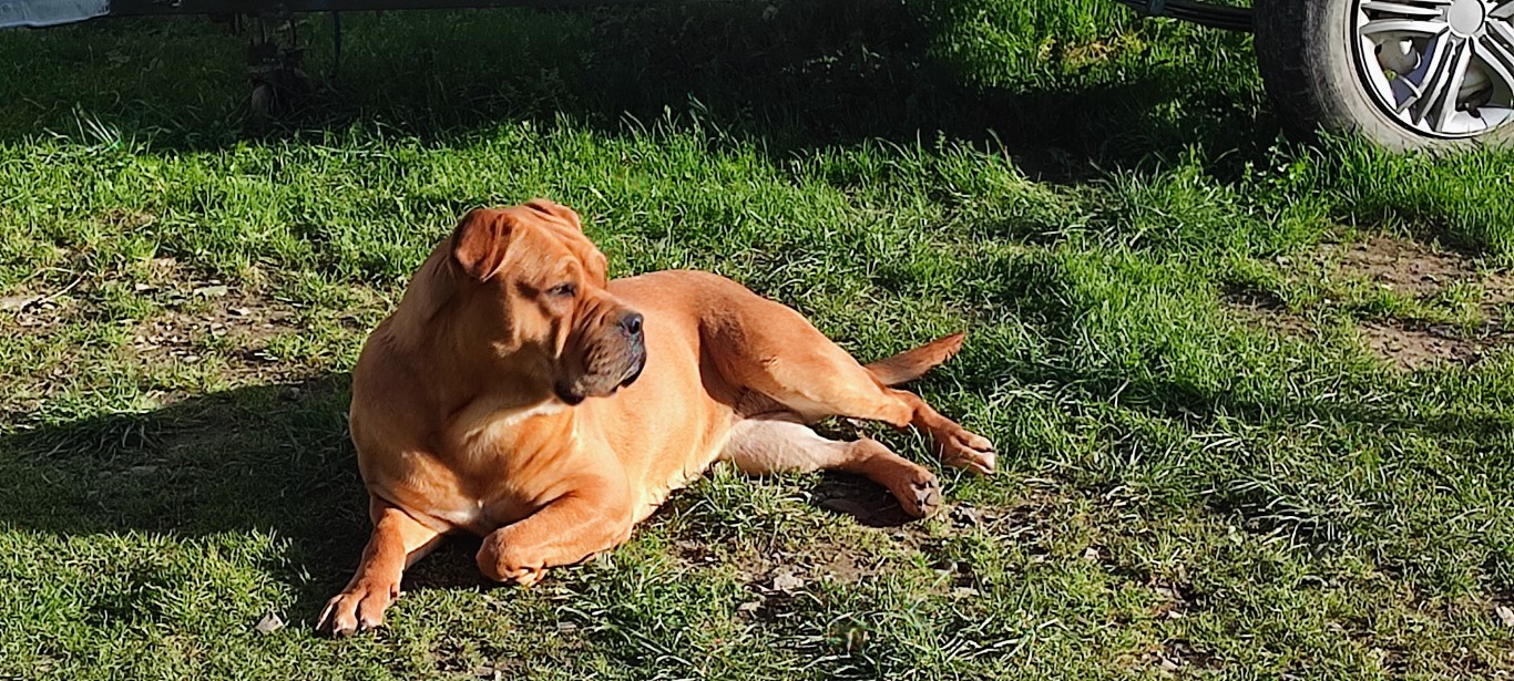 Dog Photo