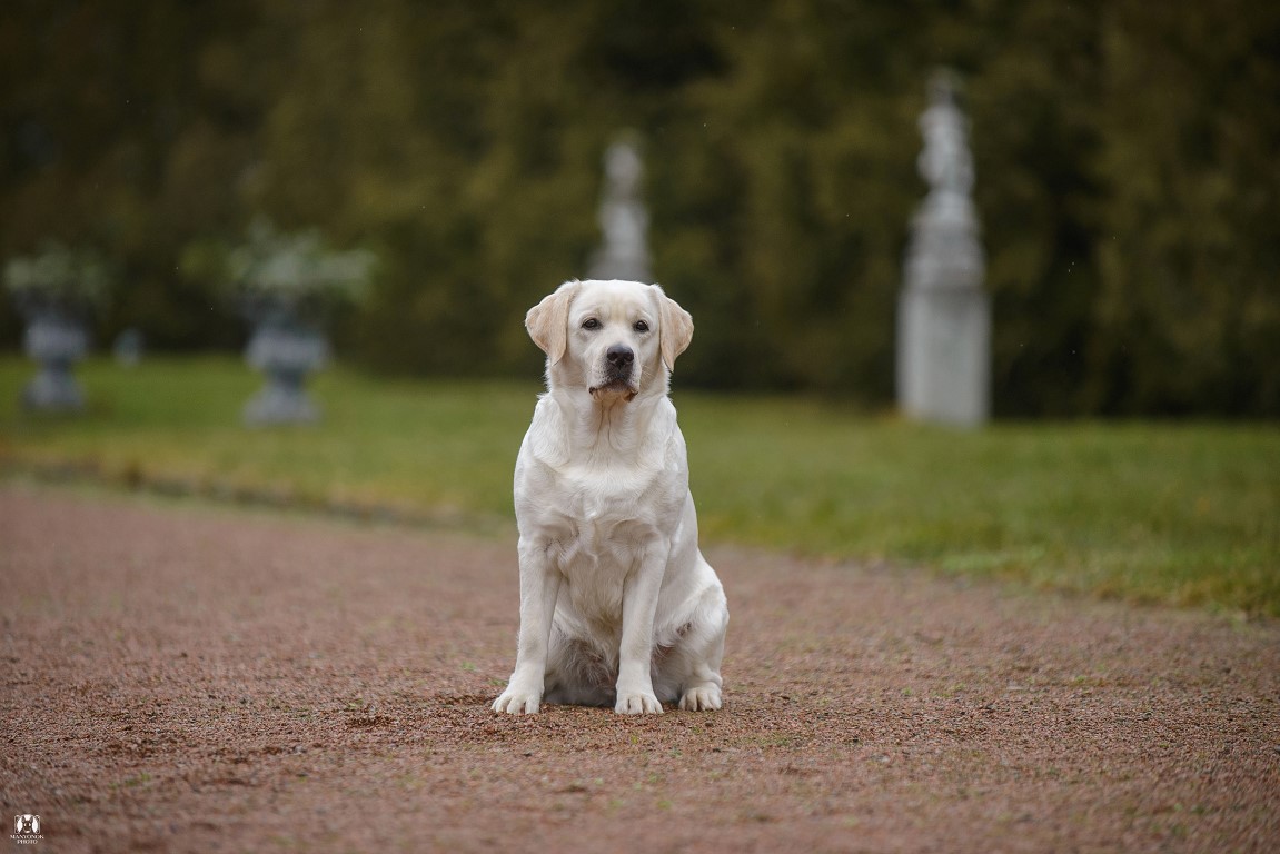 Dog Photo