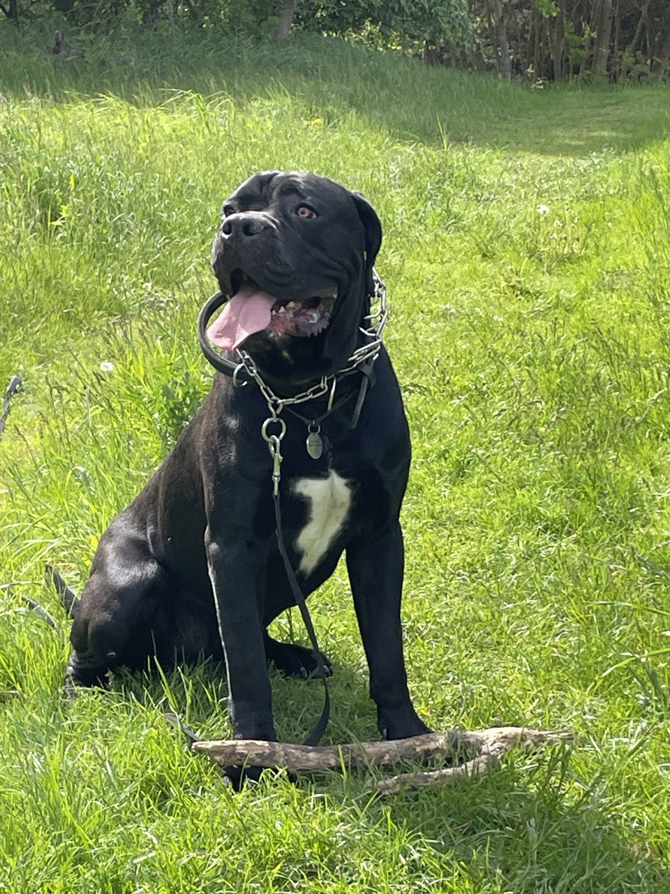 Dog Photo