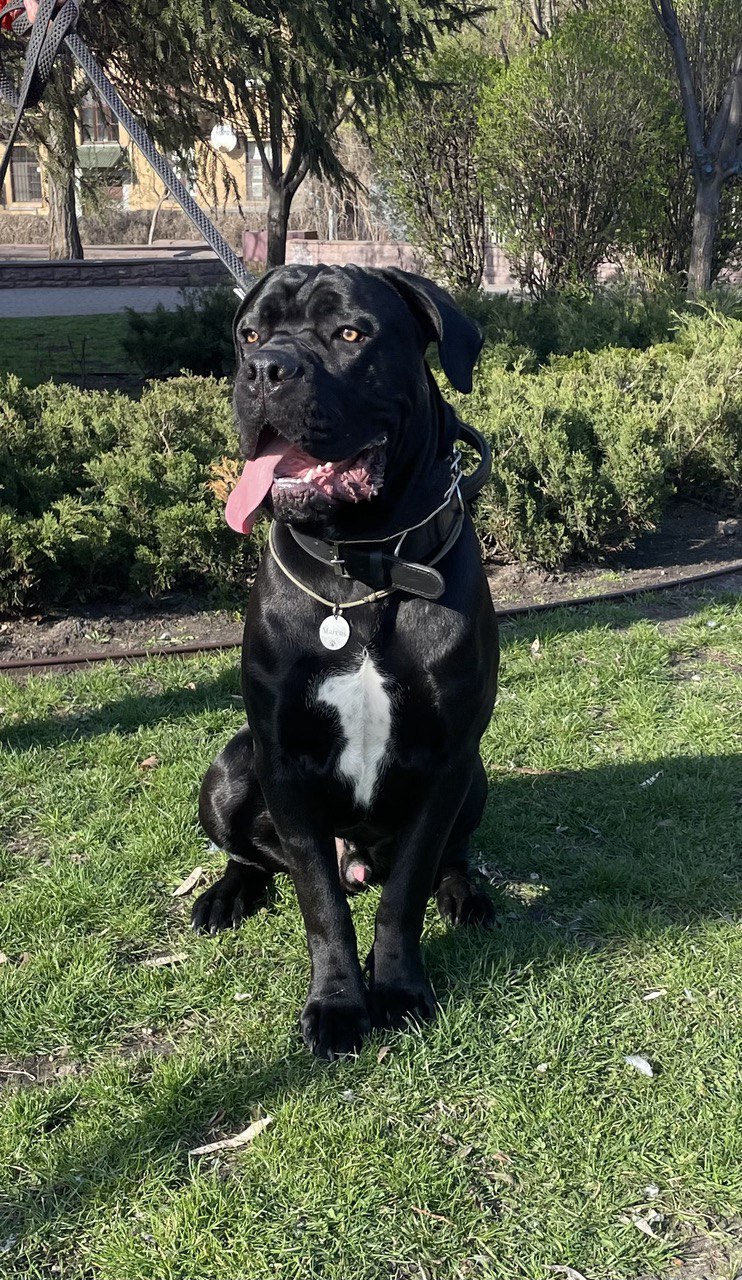 Dog Photo