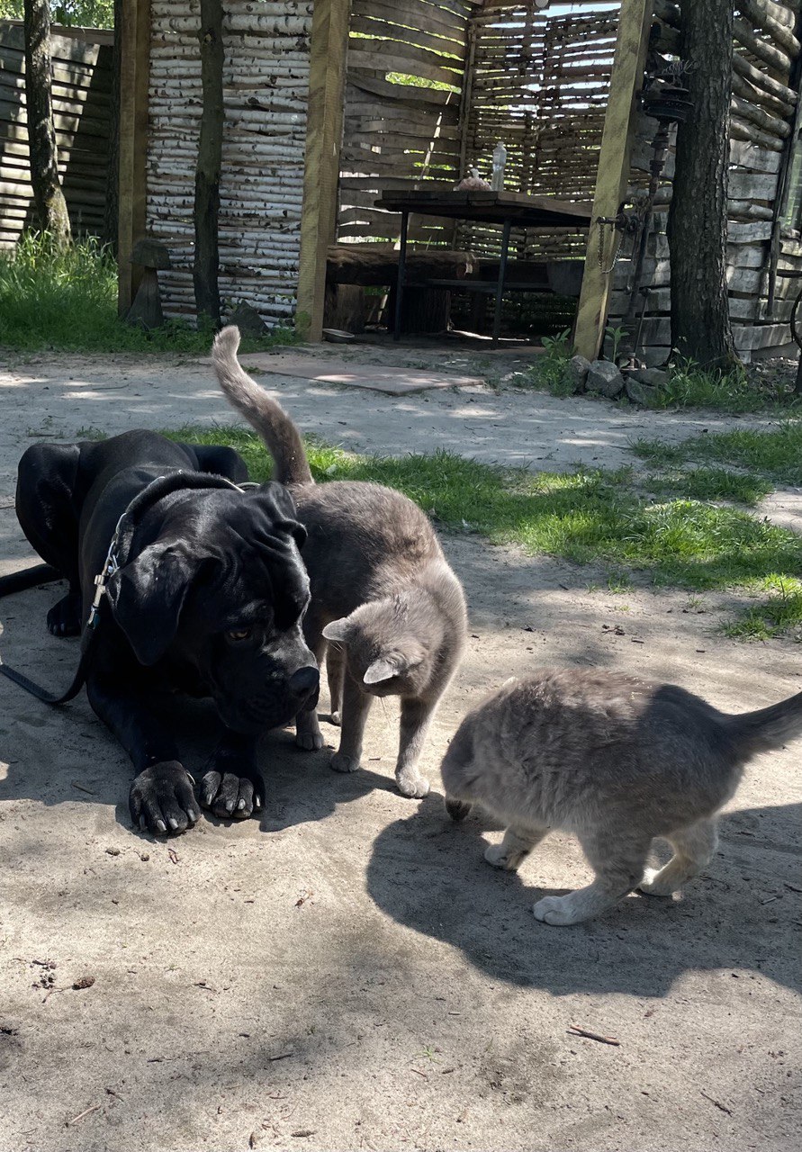 Dog Photo