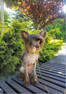 Dog Photo