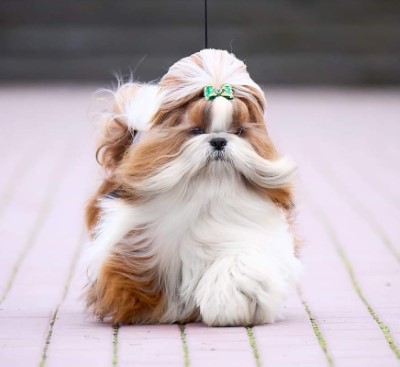 Dog Photo