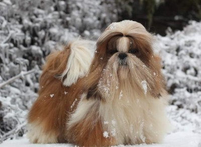 Dog Photo
