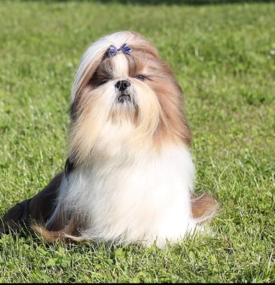 Dog Photo