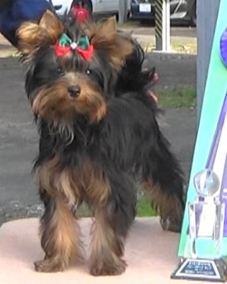 Dog Photo