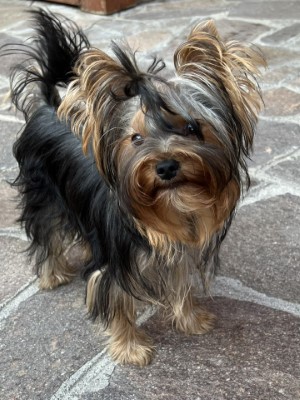 Dog Photo