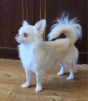 Dog Photo