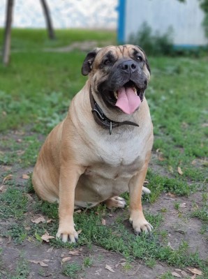 Dog Photo