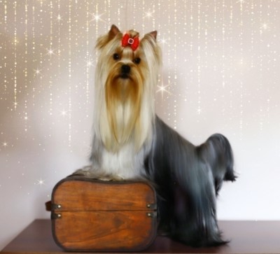 Dog Photo