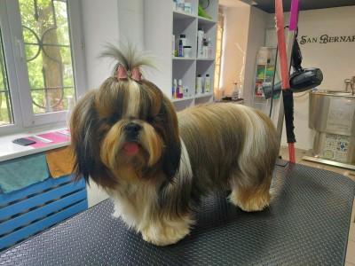 Dog Photo