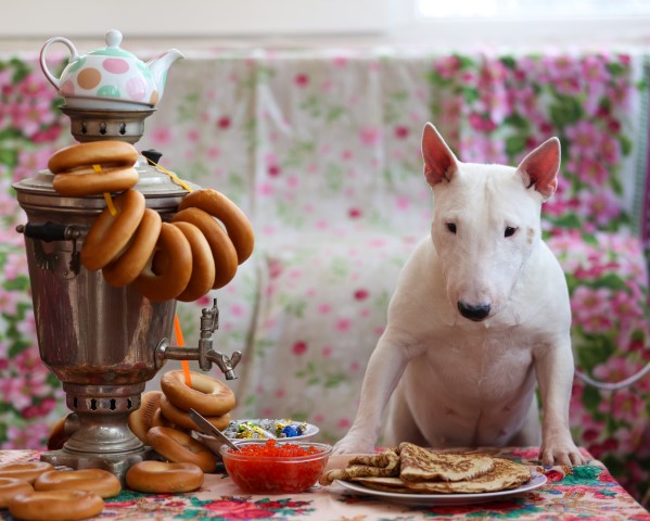 Dog Photo