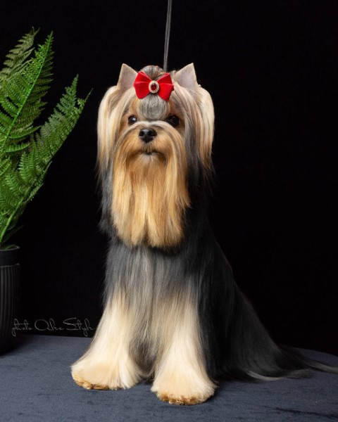Dog Photo