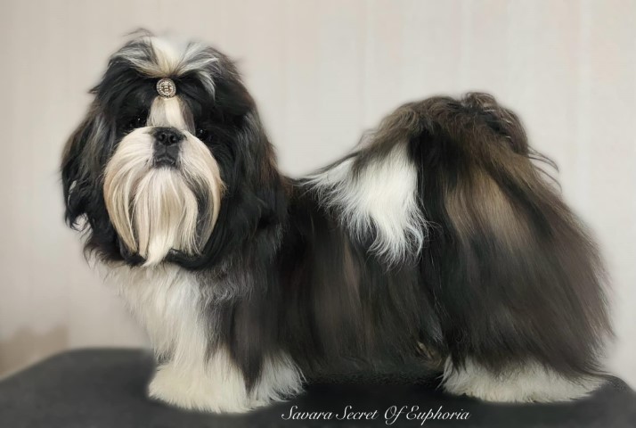 SAVARA SECRET OF EUPHORIA