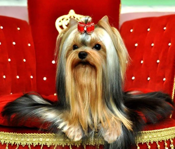 Dog Photo