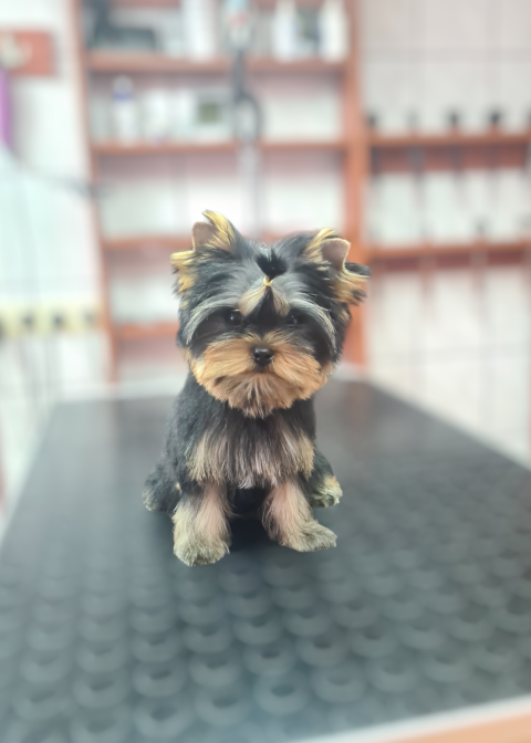 Dog Photo