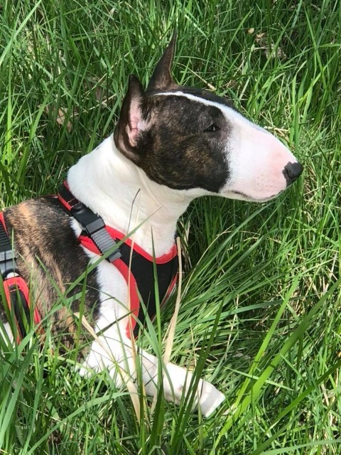 Dog Photo
