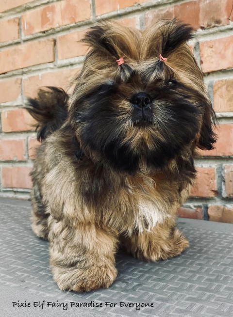 Dog Photo