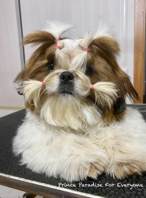 Dog Photo
