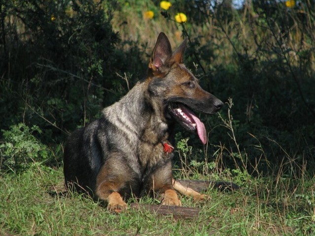 Dog Photo