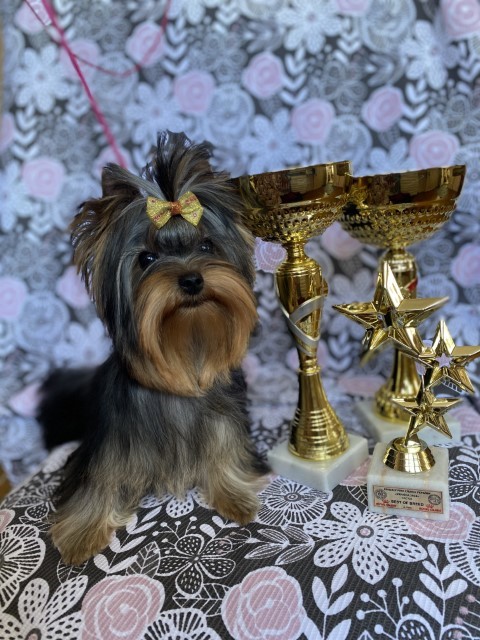 Dog Photo