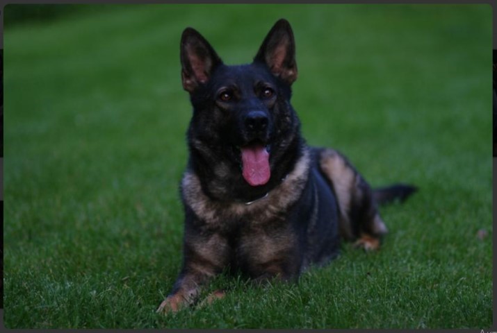 Dog Photo