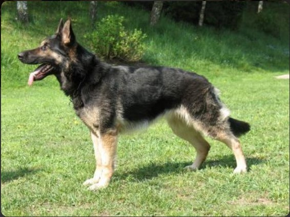 Dog Photo