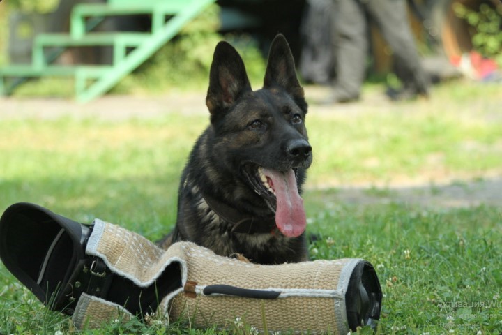 Dog Photo