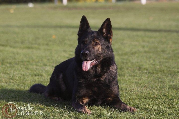 Dog Photo