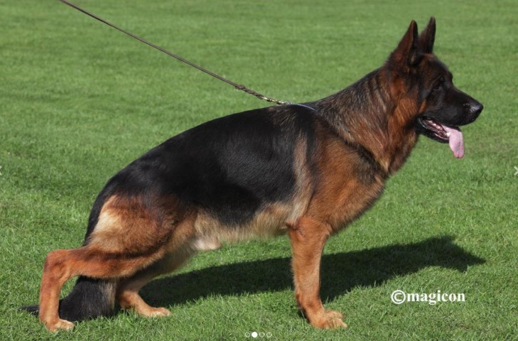 Dog Photo