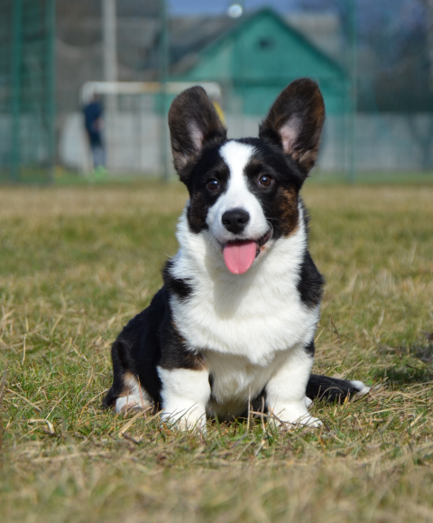 Dog Photo