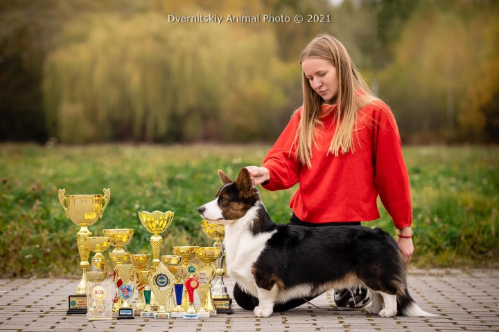 Dog Photo