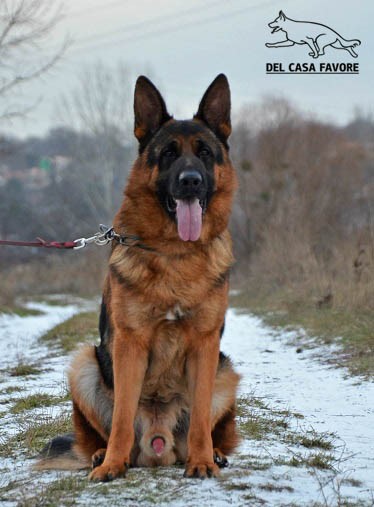 Dog Photo